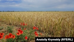 «Засушливая» Правда: степное крымское село в чрезвычайном положении (фоторепортаж)